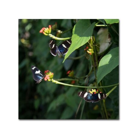 Trademark Fine Art Kurt Shaffer 'Sara Longwing Butterflies' Canvas Art, 35x35 KS01045-C3535GG